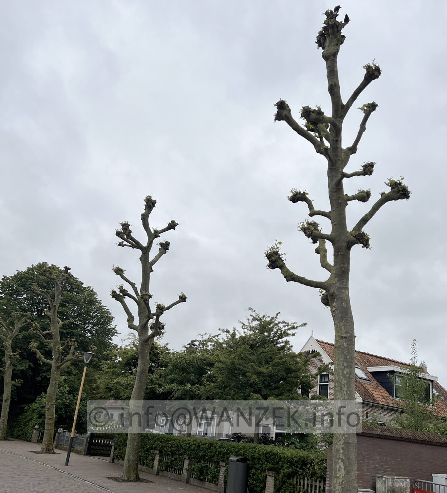 Platanus hispanica - Pyramide 02.jpg